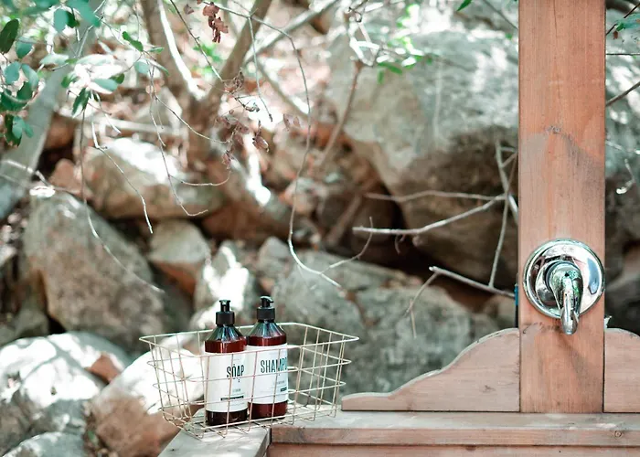 Live In The Woods