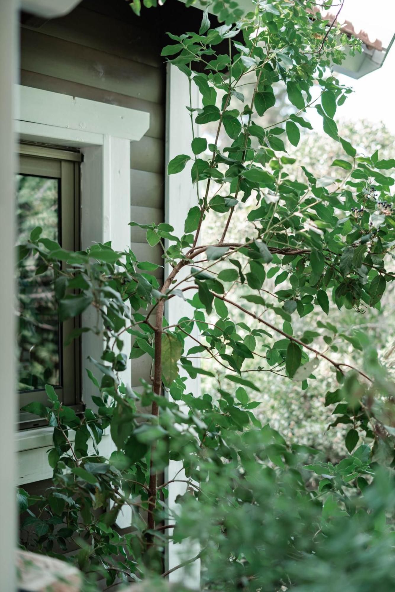 Live In The Woods Lodge